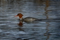 Morcak velky - Mergus merganser - Common Merganser 2982u